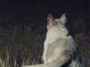 It Comes at Night Review